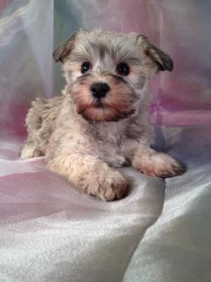 Schnoodle puppy for sale # 8 Ready December 2013 Breeding schnoodles that can be shipped anywhere from Portland Maine, Baltimore, Maryland, DC, down to Charlotte North Carolina and Fort Lauderdale Florida! 2